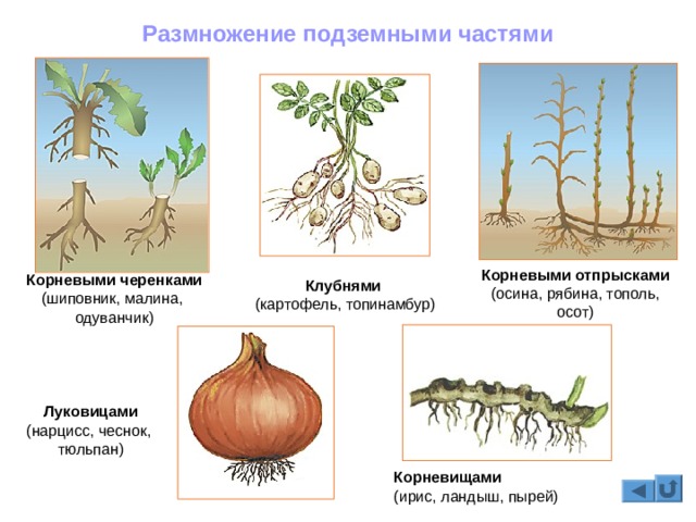 Ссылка на омг в тор